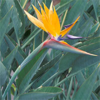 1176365868strelitzia
